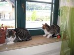 Pino und Arthus auf der Fensterbank.JPG
