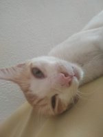 Ginger19.jpg
