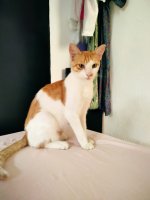 Ginger16.jpg