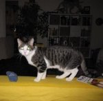 Pino entspannter_3.JPG