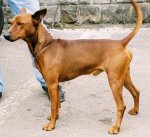 deutscherpinscher.jpg