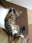 DSC00683.jpg