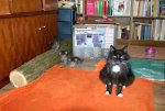 2012-05-20_Flöhe_hüten_IMG_7550.jpg