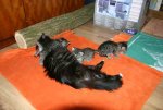 2012-05-20_Flöhe_hüten_IMG_7557.jpg