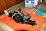 2012-05-20_Flöhe_hüten_IMG_7561.jpg