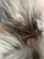 IMG_2240.jpeg