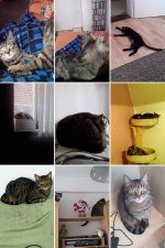 IMG_20150222_131356-COLLAGE[1].jpg