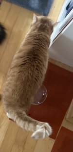 IMG_0907.jpeg