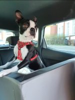 hund auto.jpg