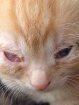 Garfields Auge2.jpg