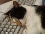 cleo tastaur mitte.jpg
