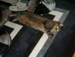 DSCN2678.jpg