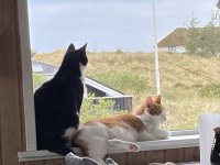 IMG_5949.jpeg