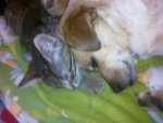 Lucky und Chipsi 003.jpg Lucky und Chipsi 003.jpg