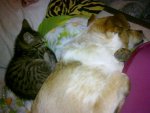 Lucky und Chipsi 001.jpg Lucky und Chipsi 001.jpg