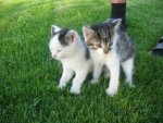babykatzen.jpg