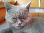 2012-07-23 Kessy's Kiefer ist schief.jpg