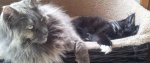 04-07-2012-gizmo-mit-baghira.jpg