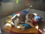 DSC00452.jpg