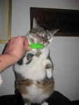 Kater_Gummiring.jpg