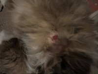 IMG_1139.jpeg