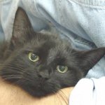 graue katze.jpg