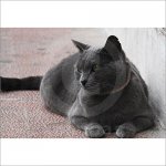 zweite graue katze.jpg