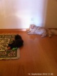 Alex und Romeo 14.9.2012.jpg