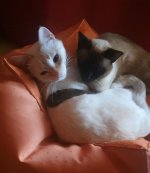 VideoCapture_20250110-204628.jpg
