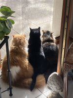 IMG_1419.jpeg IMG_1419.jpeg