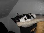 felix und moritz 2.jpg
