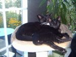 Wanda und Thyson.JPG