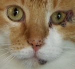 Auge1.jpg