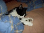 kater3.jpg kater3.jpg