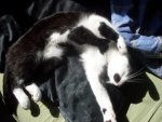kater4.jpg kater4.jpg