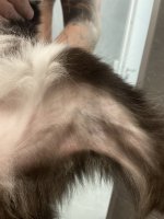 IMG_6635.jpeg