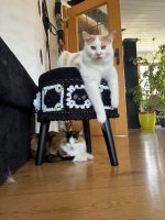 IMG_3778.jpeg