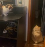 IMG_7423.jpeg