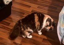 IMG_7422.jpeg
