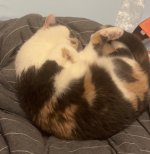 IMG_7419.jpeg