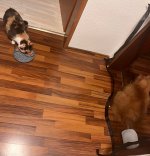 IMG_7417.jpeg