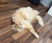 IMG_7416.jpeg