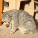 IMG_3293.jpeg