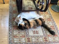 IMG_3825.jpeg