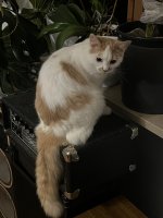IMG_3868.jpeg