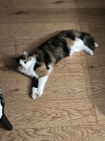 IMG_3867.jpeg