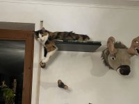 IMG_3880.jpeg