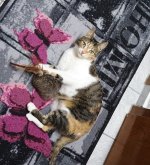 IMG_20250318_182359876~2.jpg