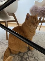 IMG_4068.jpeg