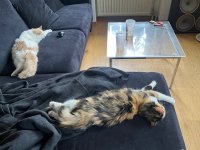 IMG_3930.jpeg
